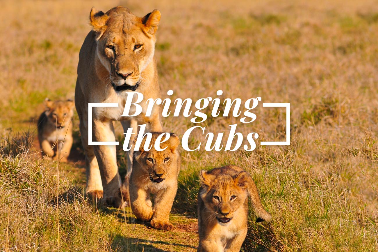 Bringing the Cubs